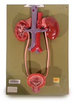 Urinary System Model | College of DuPage Library