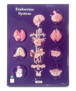 Endocrine System (Hubbard) | College of DuPage Library