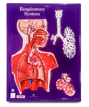 Respiratory System (hubbard) | College of DuPage Library