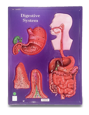 Digestive System College Of DuPage Library