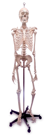 Male Skeleton, Sacral Mount | College of DuPage Library