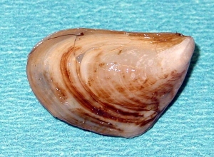 quagga mussel.jpg