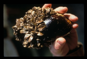 zebra mussel.jpg